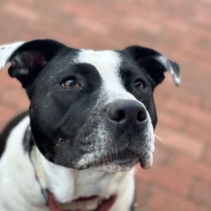 Meet your Posher, Bob